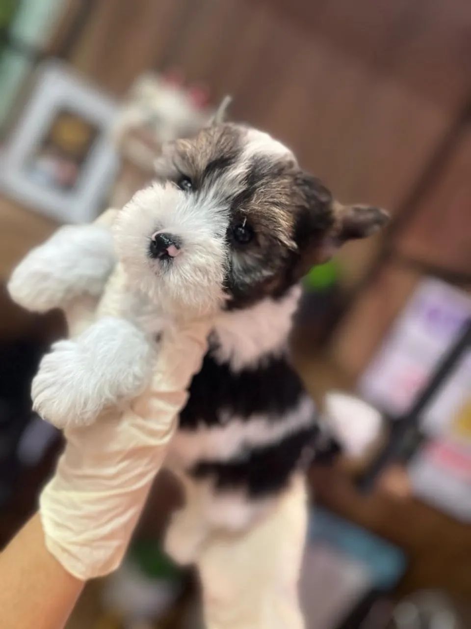 Mini, elegante e puro amor: é Biewer Yorkshire Terrier!