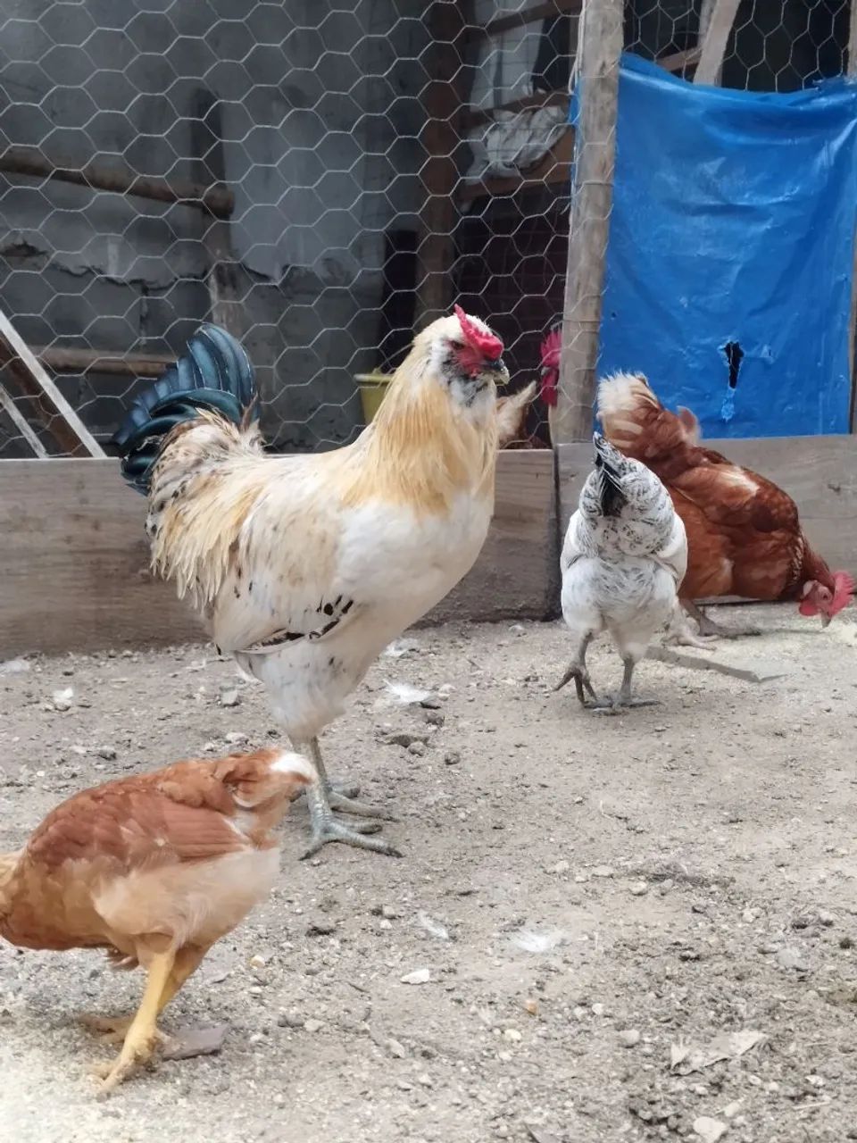 Galo Araucana lindo  - Foto 2