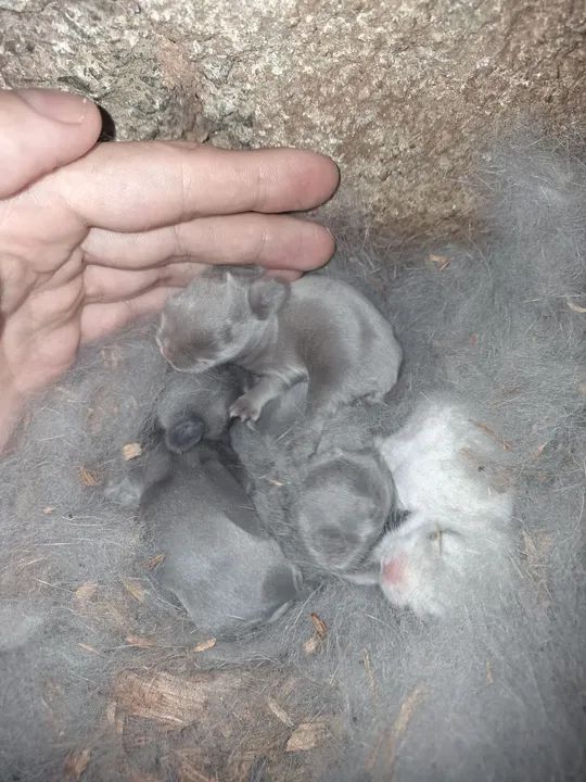 Coelhos Mini e anões importados  - Foto 3