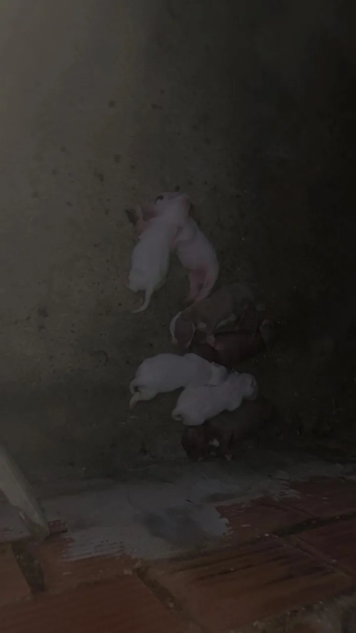 Filhotes de cães recém-nascidos