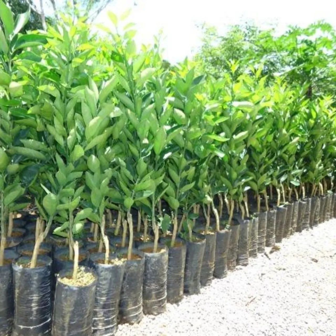 Vendo mudas de plantas Frutíferas. - Foto 5