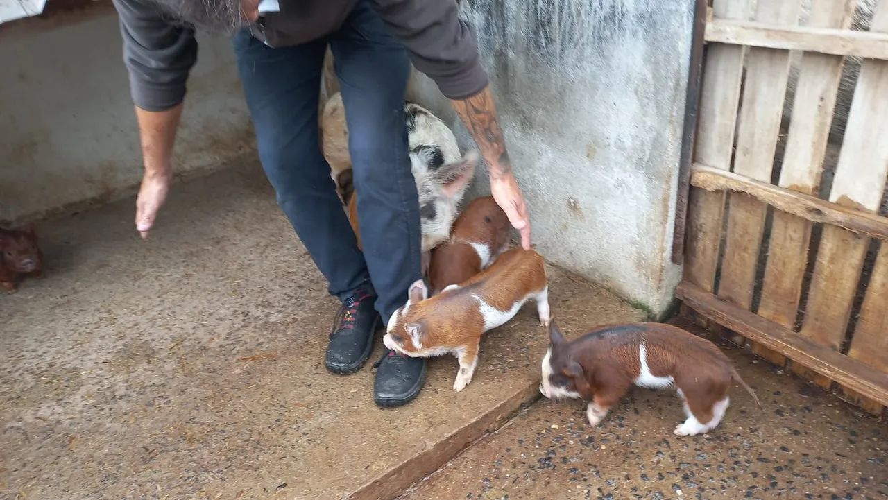 Mini pig - Foto 3