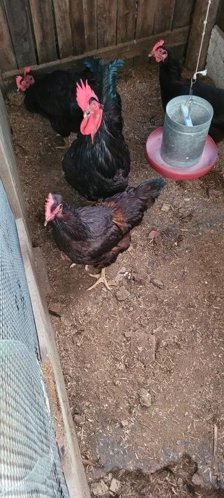 Vendo galinhas e galos Rhode e mestiças - Foto 2