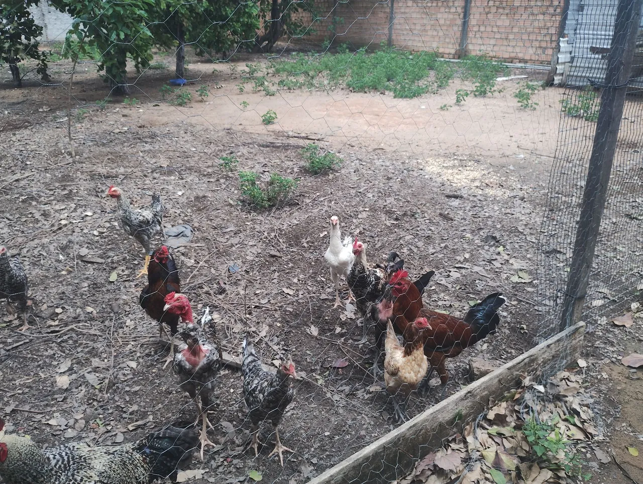 Vendo Galos vivo