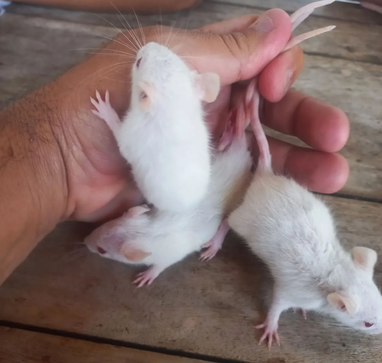 Rato Doméstico Twister - Adorável e Carinhoso - Foto 5