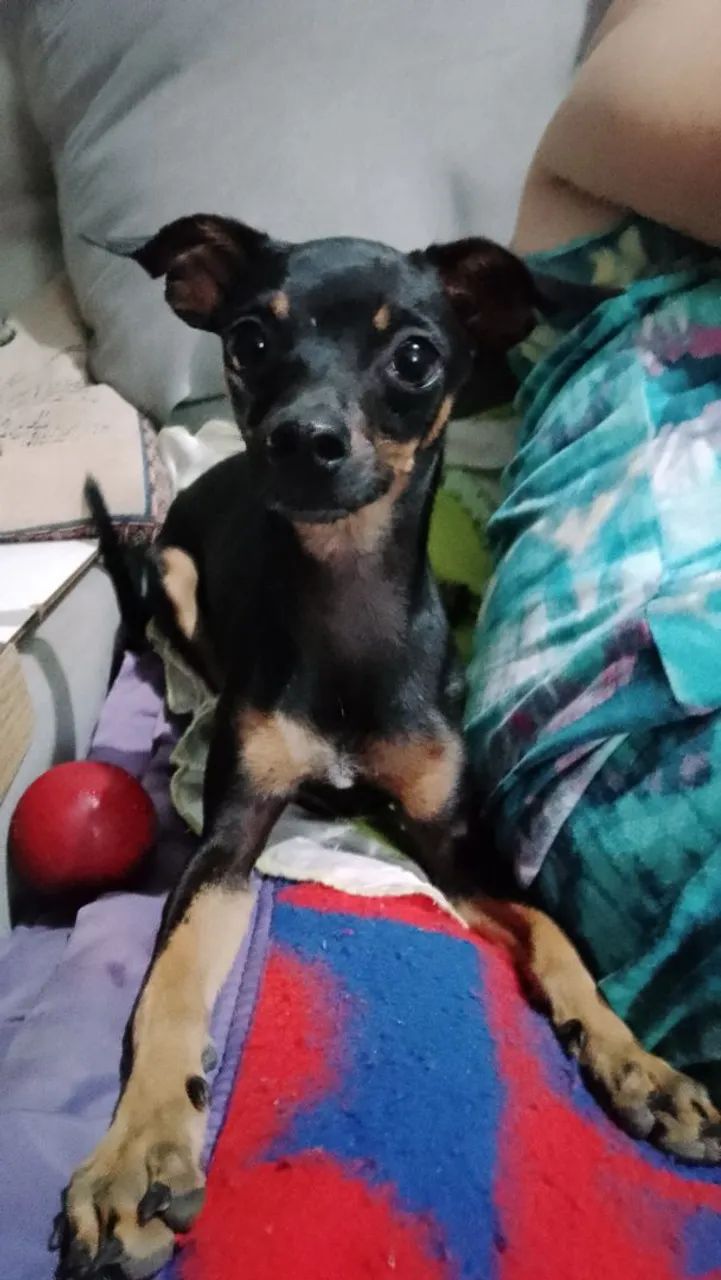 Filhote de Pinscher