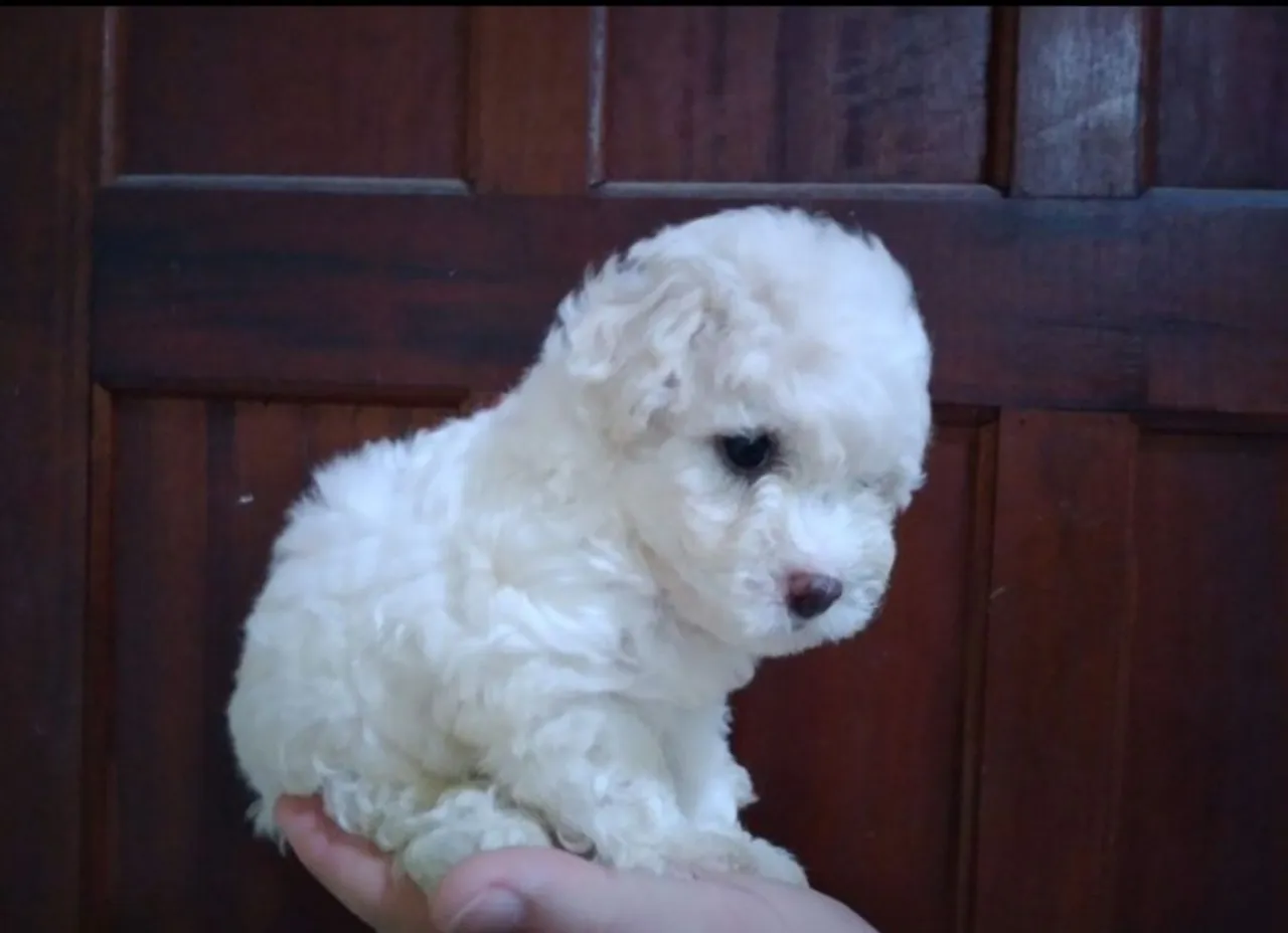 Filhote de Poodle Fêmea e Macho