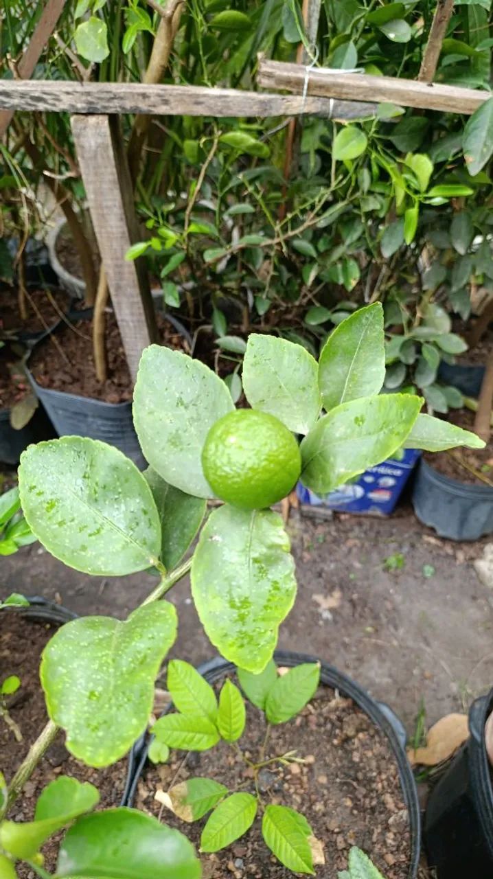 Frutíferas produzindo - Foto 2