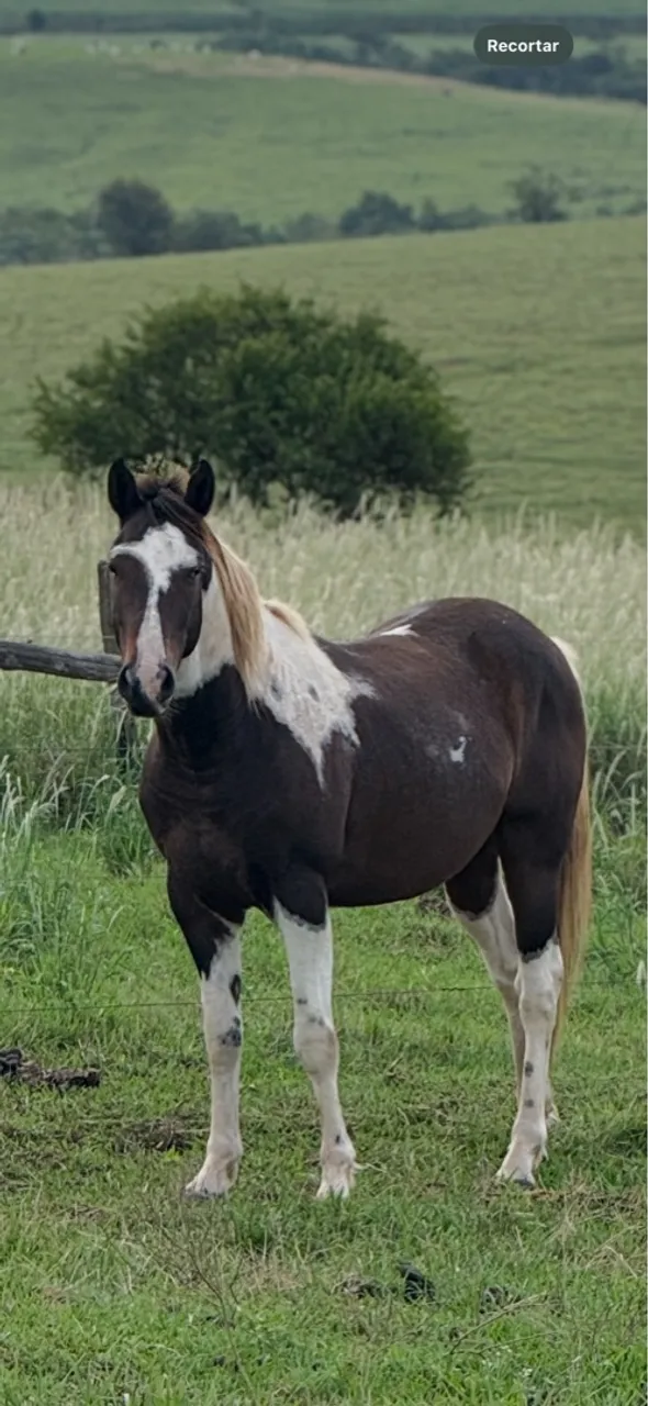 Cavalo Paint Horse