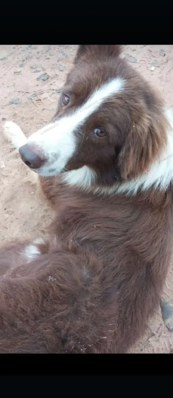 Border collie macho adulto