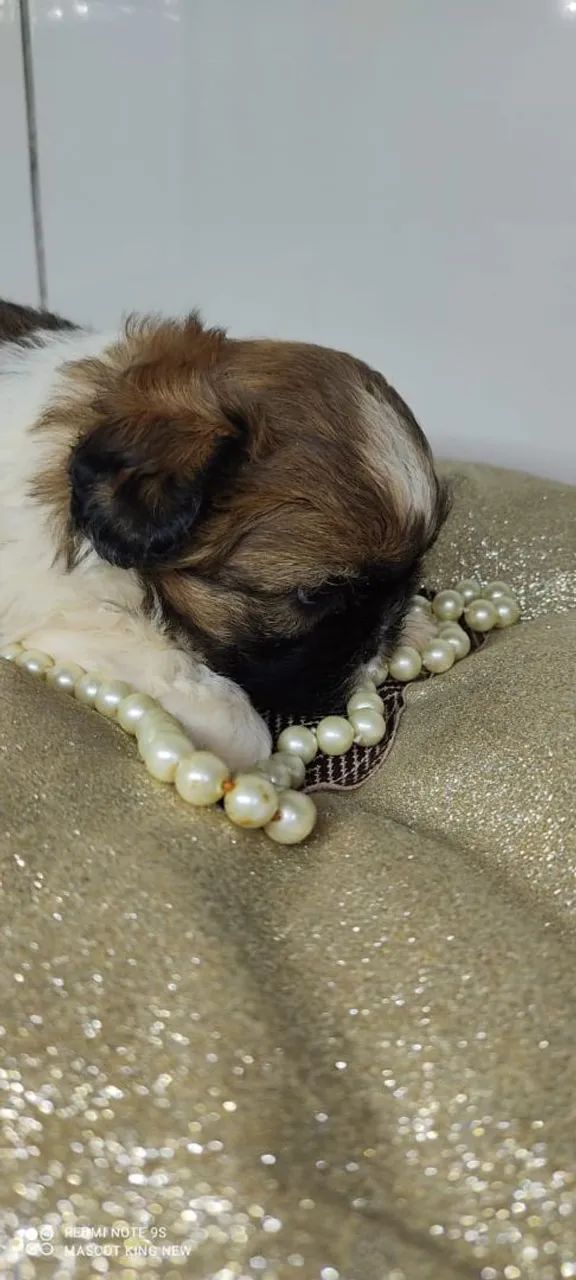 Shih Tzu filhote lindo - Foto 3