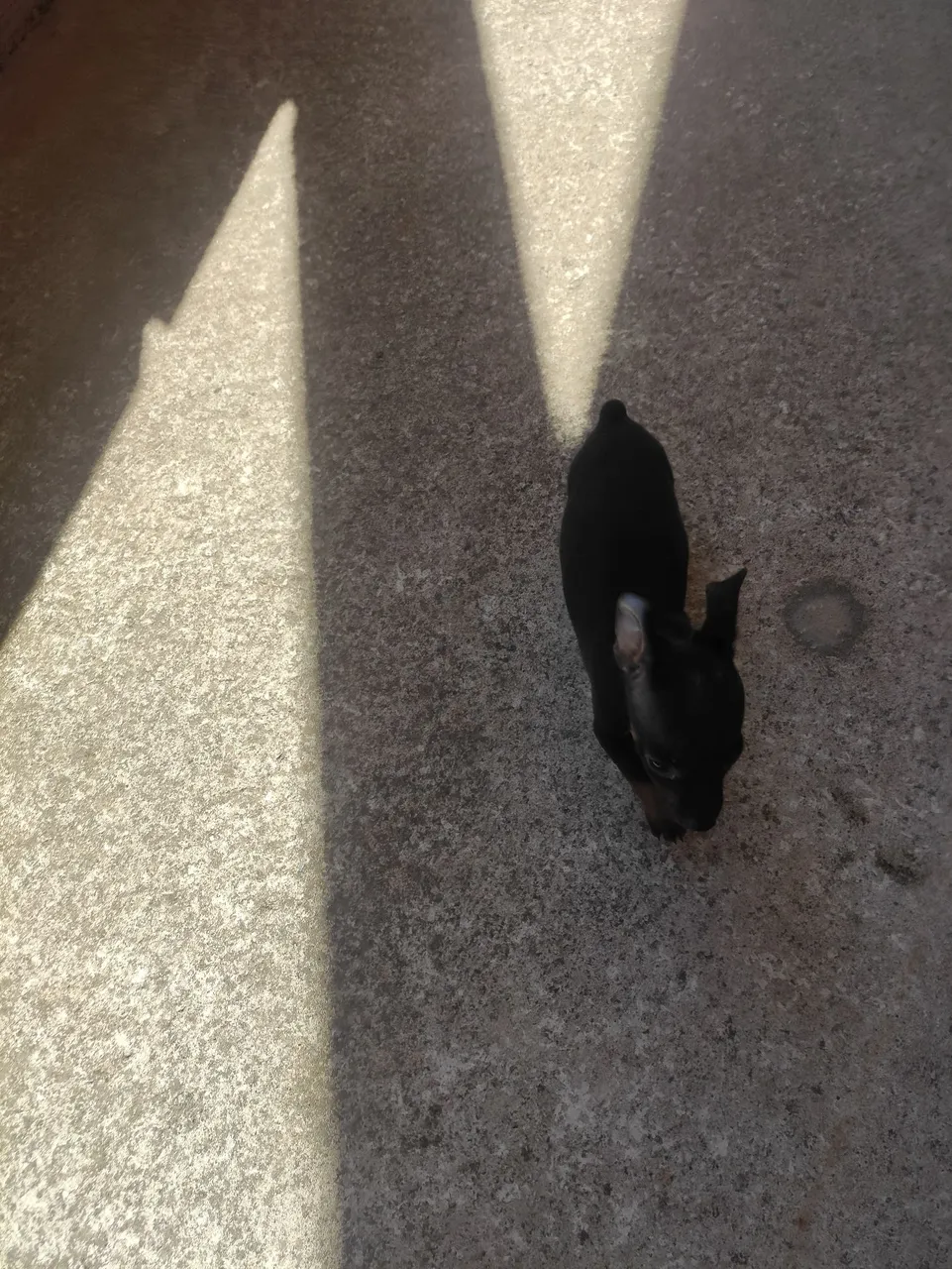 Filhote de Pinscher
