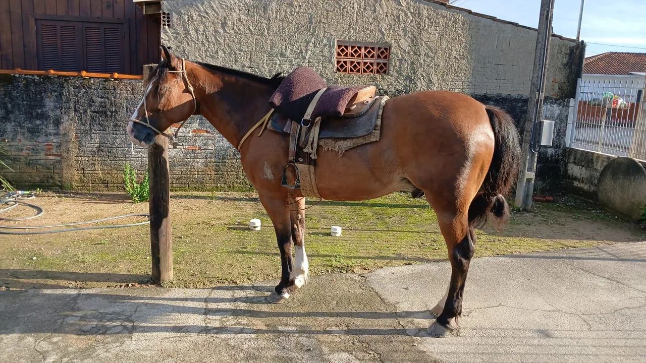 Cavalo crioulo - Foto 3