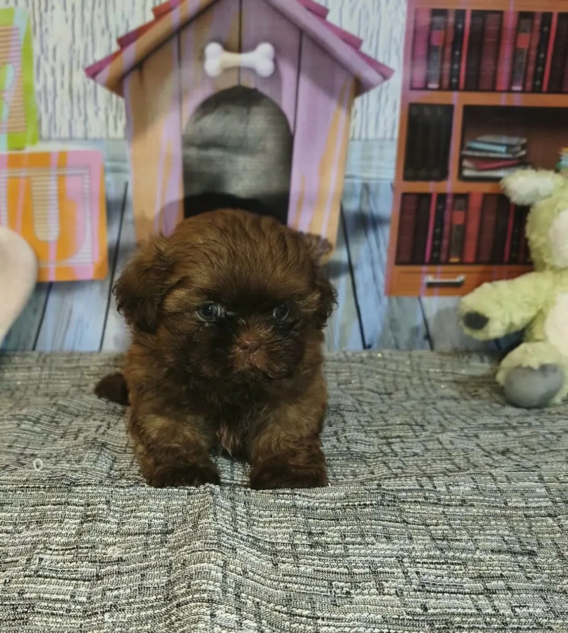 Shitzu macho padrão mini  - Foto 2