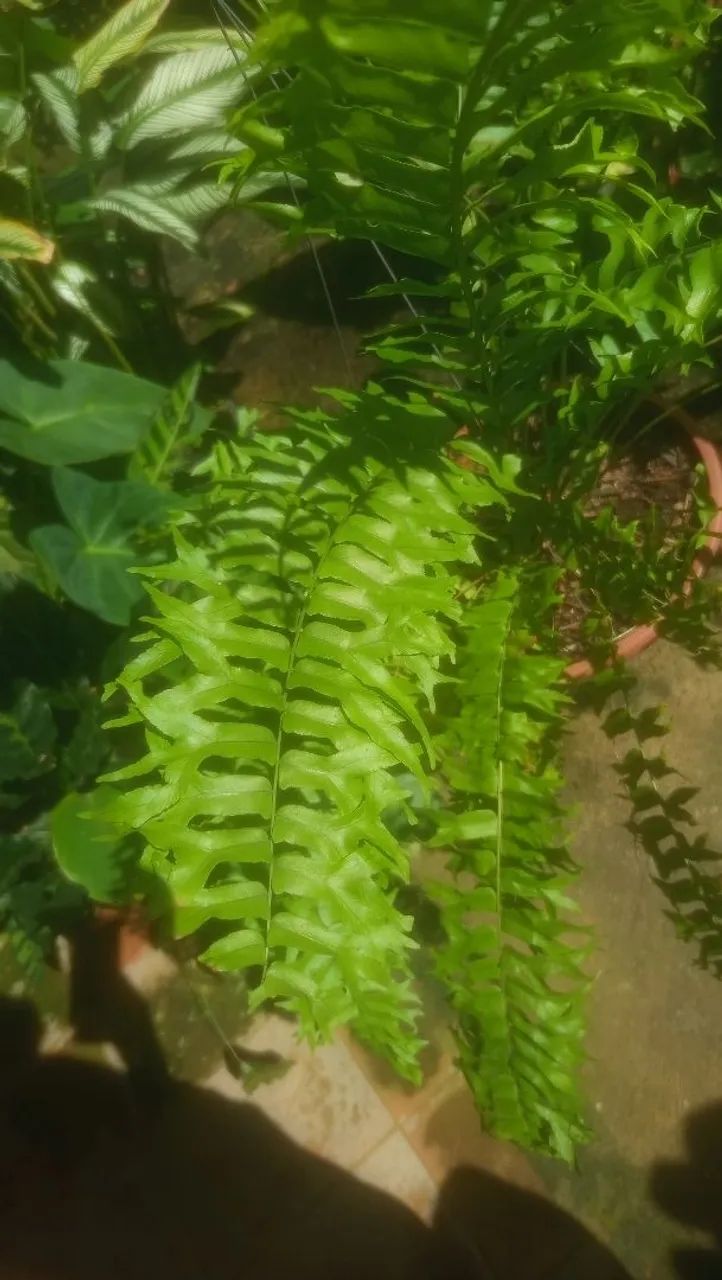 Samambaia renda baiana - Foto 3