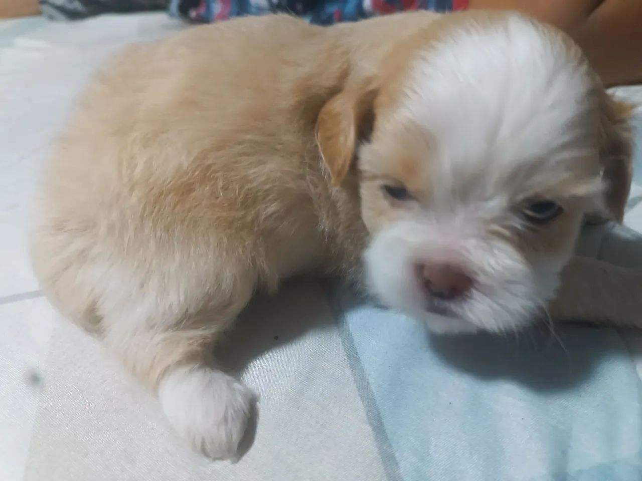 Filhote de lhasa apso - Foto 4