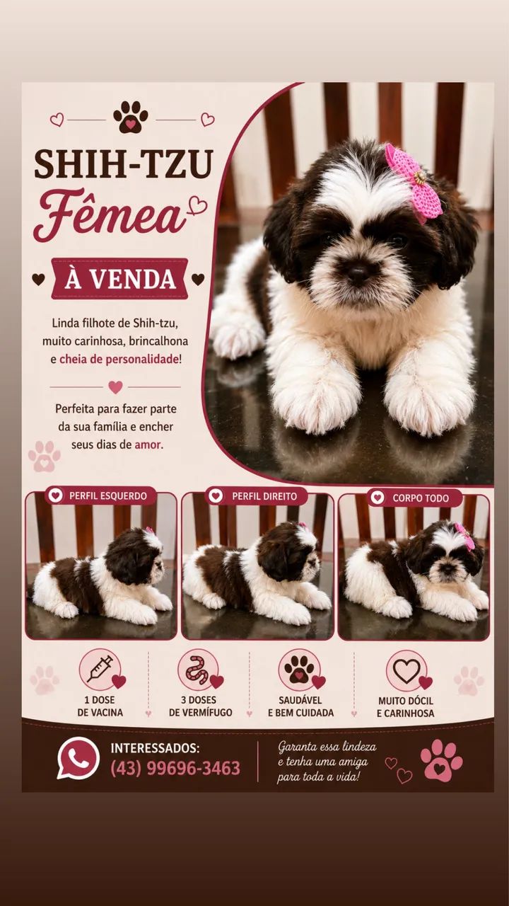 Shihtzu 