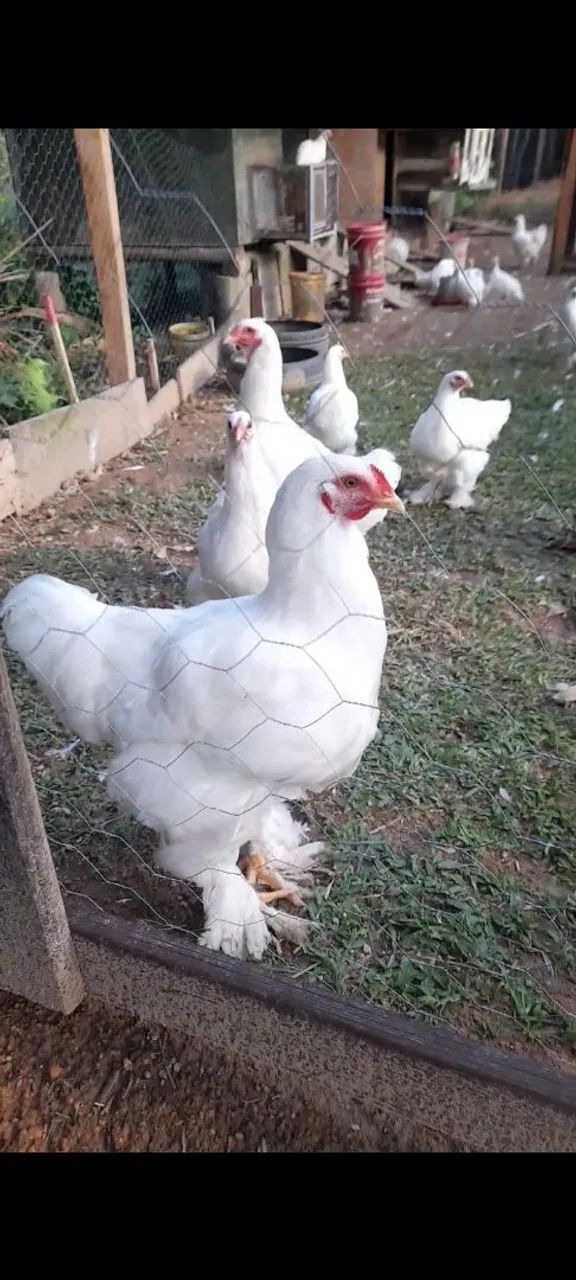7 Pintinhos brahma white com 15 dias - Foto 2