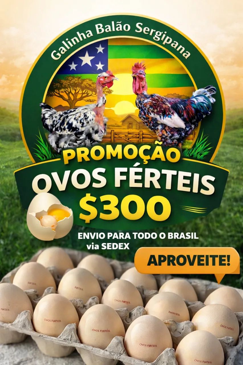 Vendemos ovos férteis das galinhas balão pescoço pelado  - Foto 2