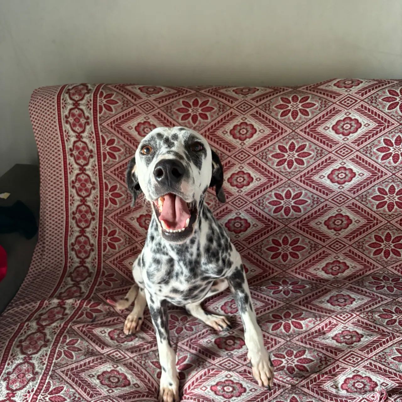 Cachorro - Foto 4