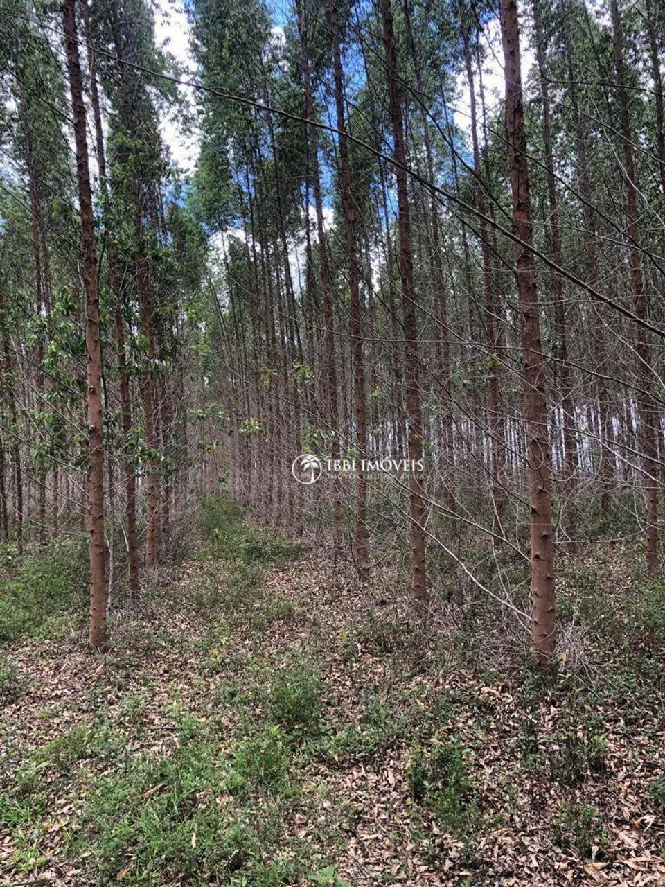 Fazenda de Eucalipto à venda, - Foto 3