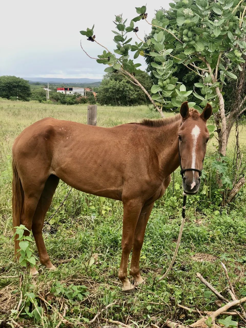 POTRA DE MARCHA PICADA