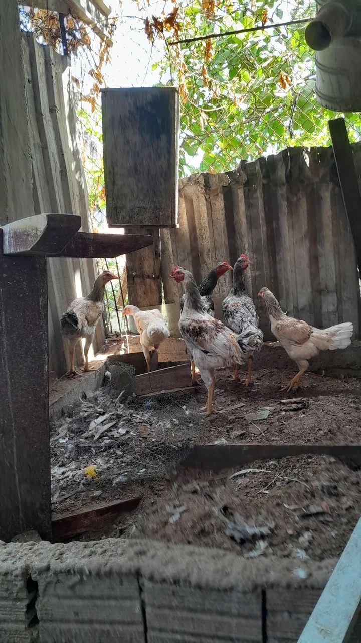 Frangos e frangas - Foto 2