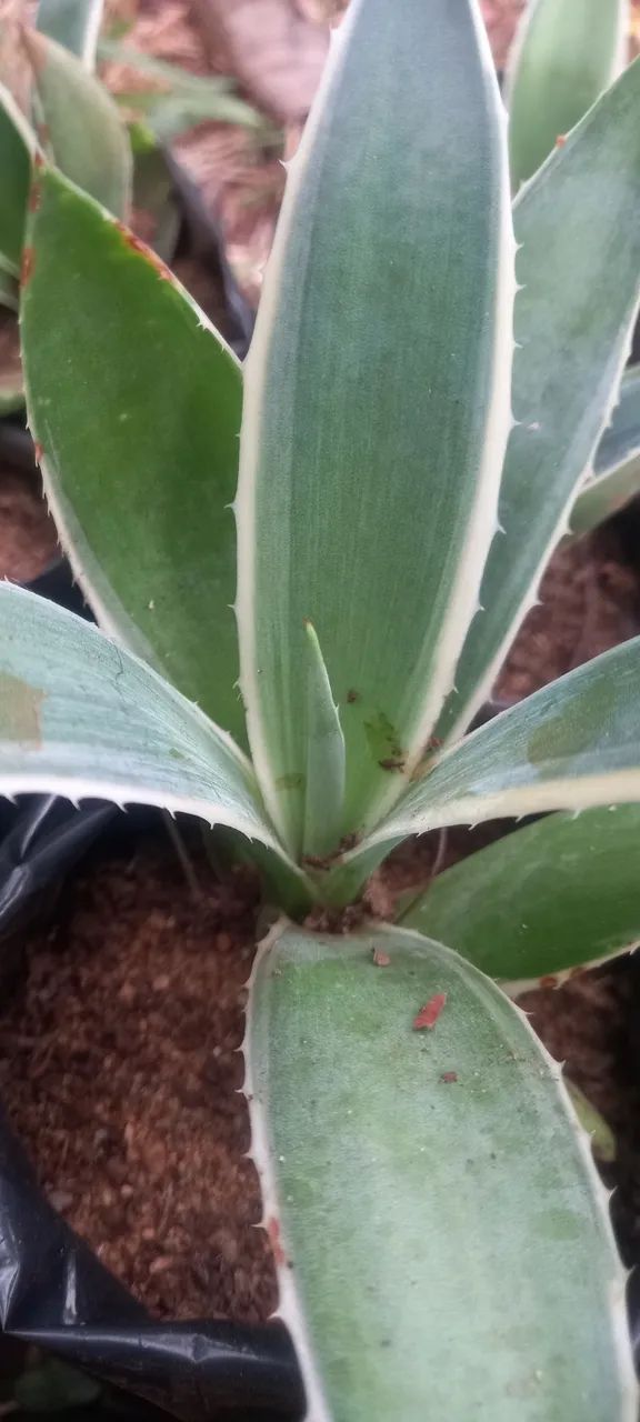 Mudas de Agave - Foto 4