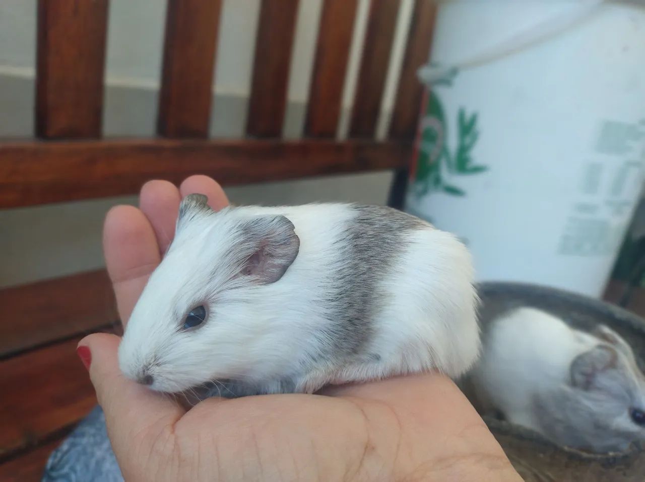 Seu pet ideal  - Foto 5