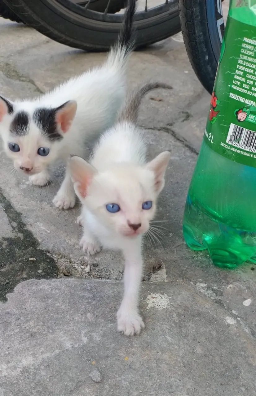 Gatinhos 