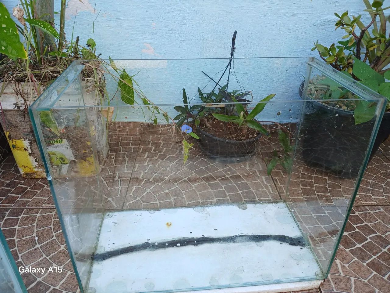 Aquario 