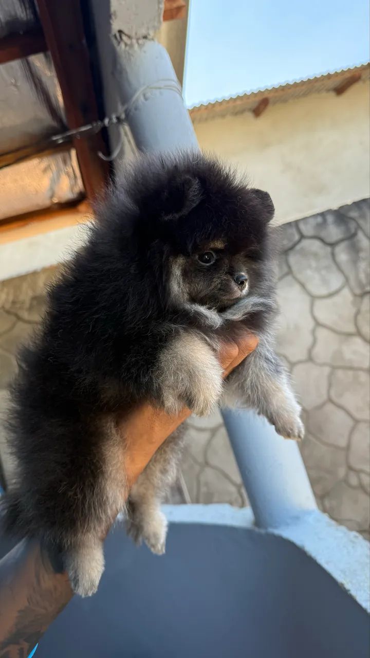 Spitz alemão machinho - Foto 5