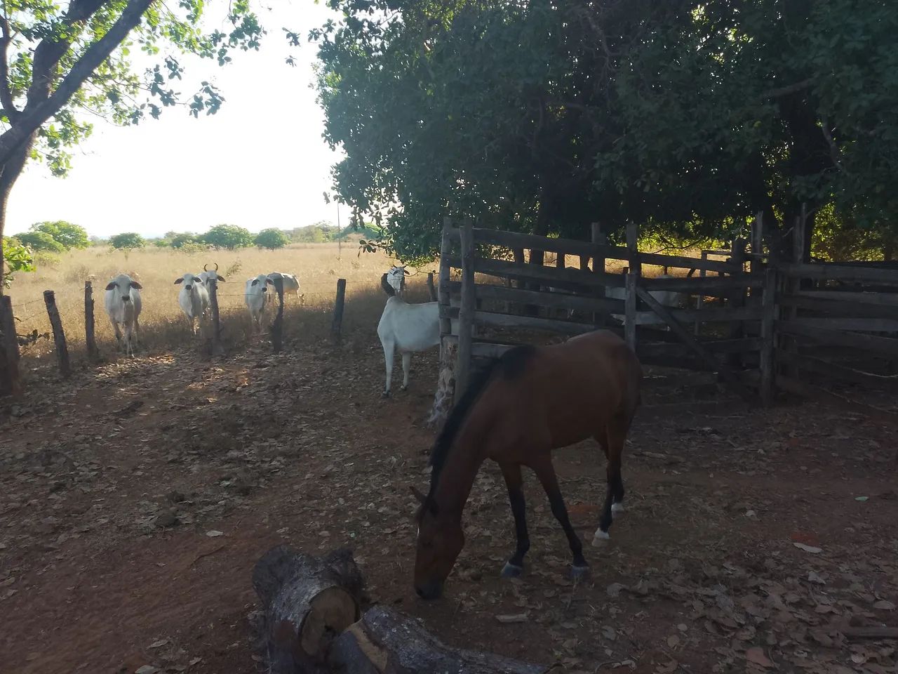 Vendo Sítio 24,2 Hectares  