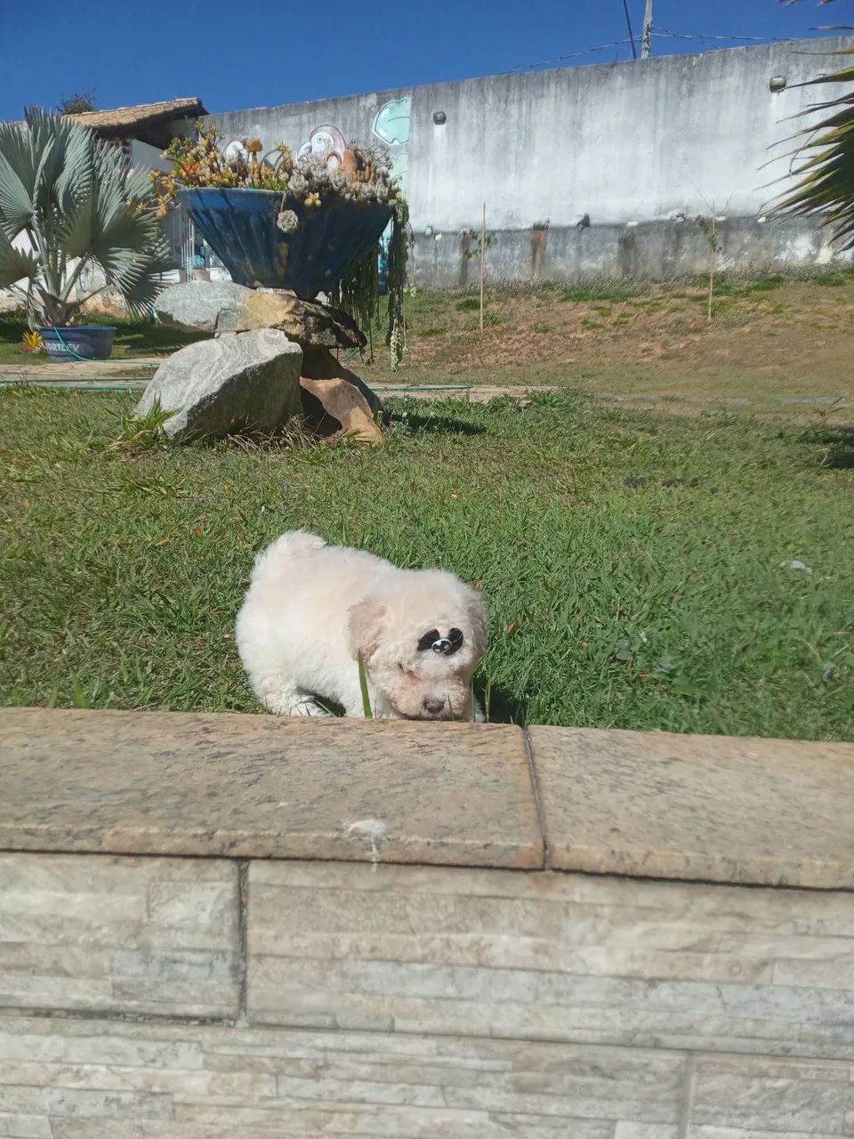Poodle toy  - Foto 3