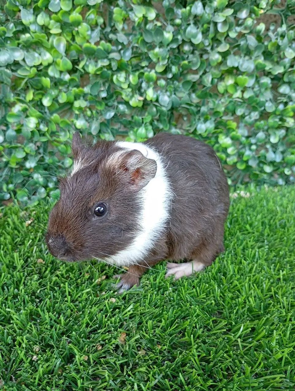 Porquinho da Índia 