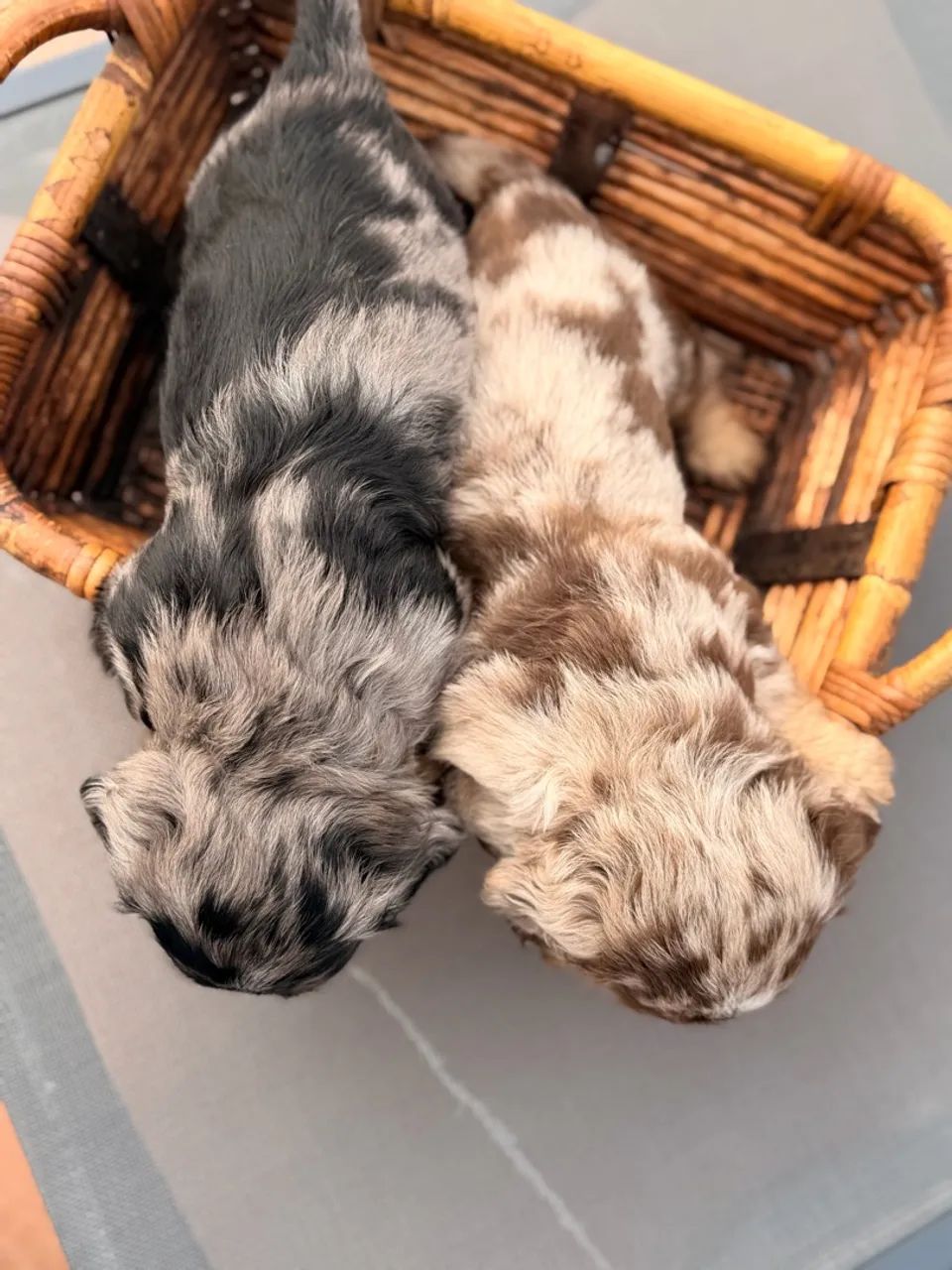 Dachshund Pelo Longo  - Foto 4