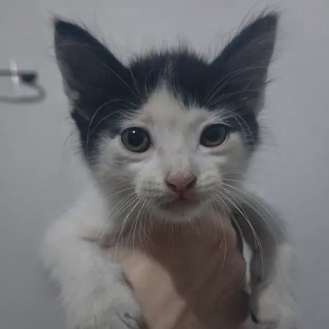 Gata Fêmea para adoção - Foto 3