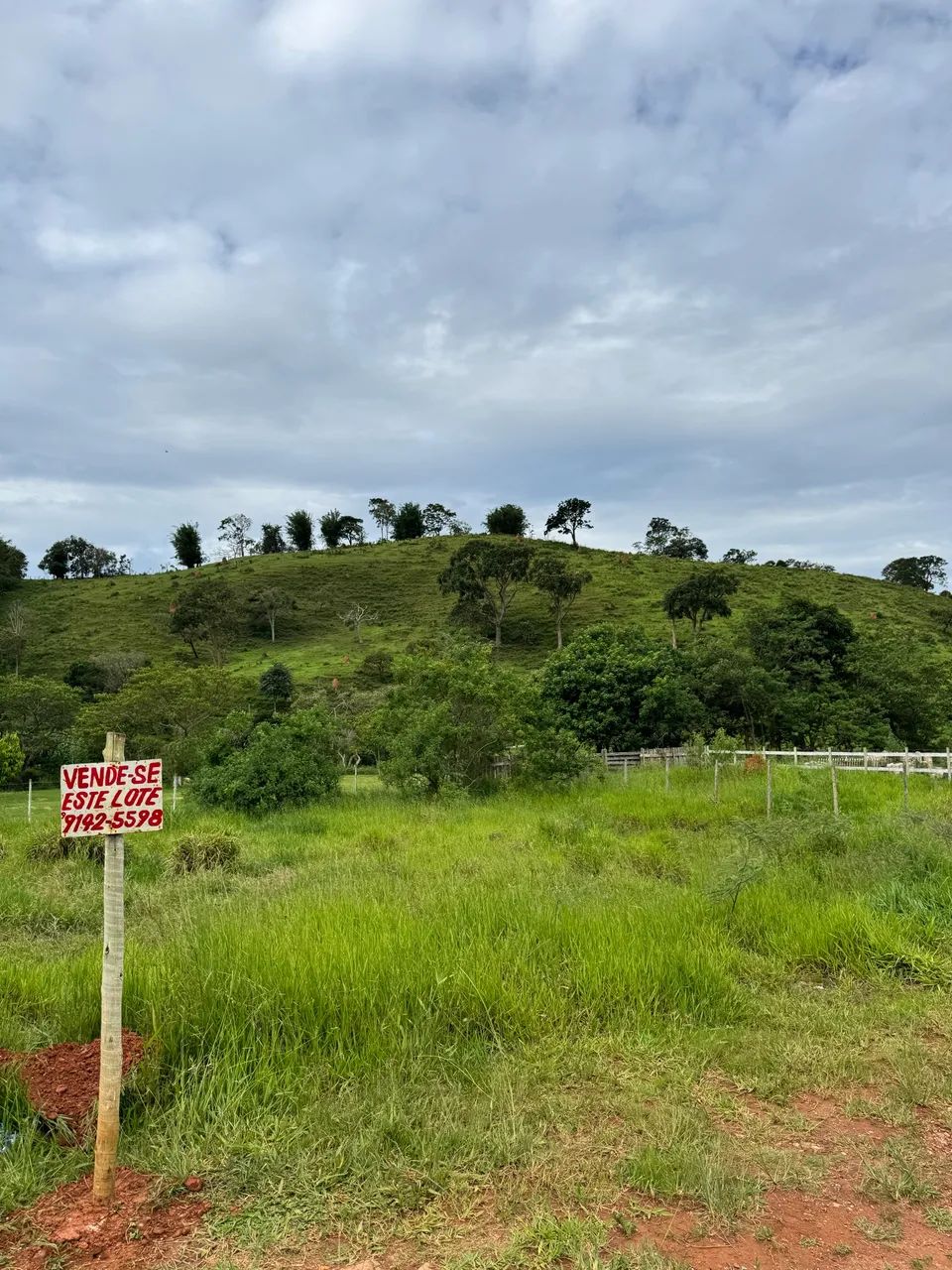 Foto - Carandaí - Da Garça