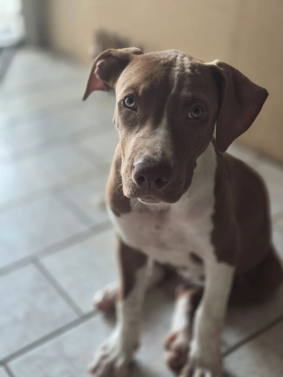 Pit bulls 