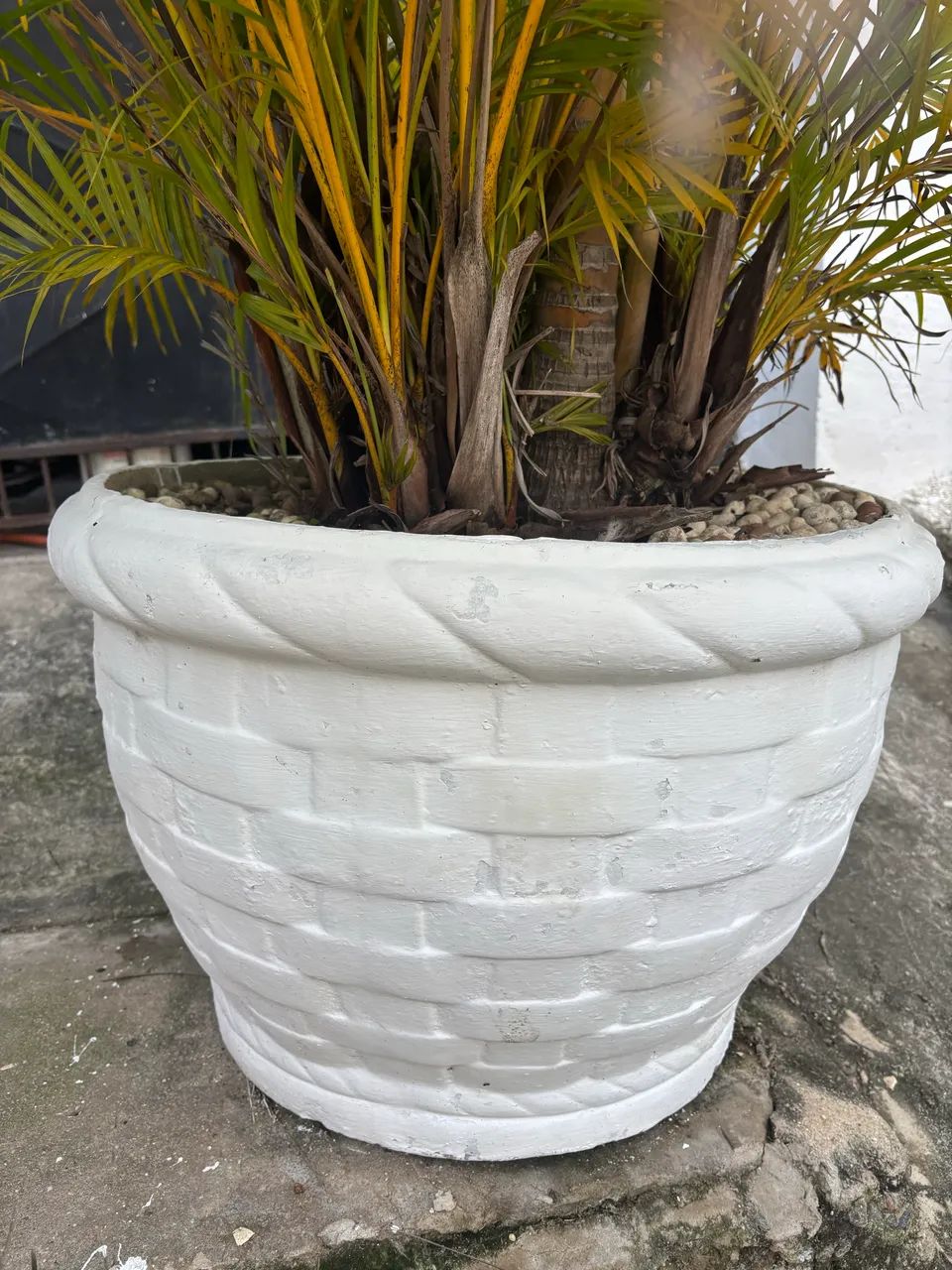 Planta com vaso  - Foto 3
