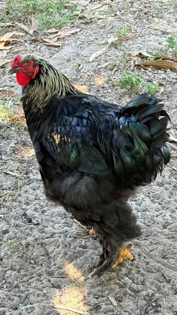 Galo Brahma  - Foto 4