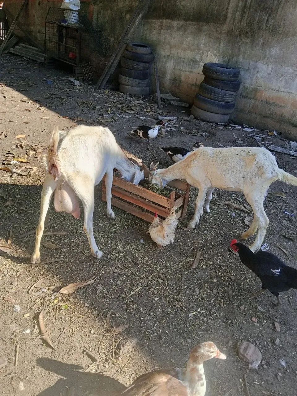 Cabra com filhotes  - Foto 4