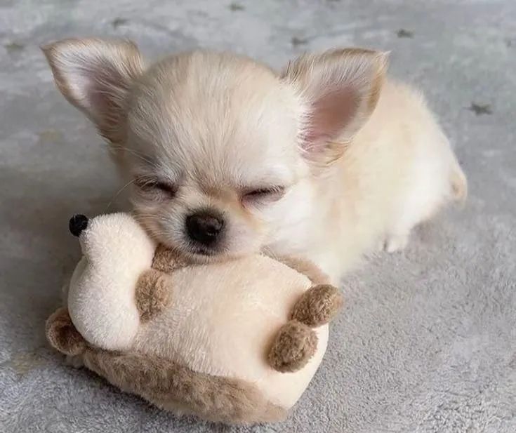 Chihuahua - Foto 5