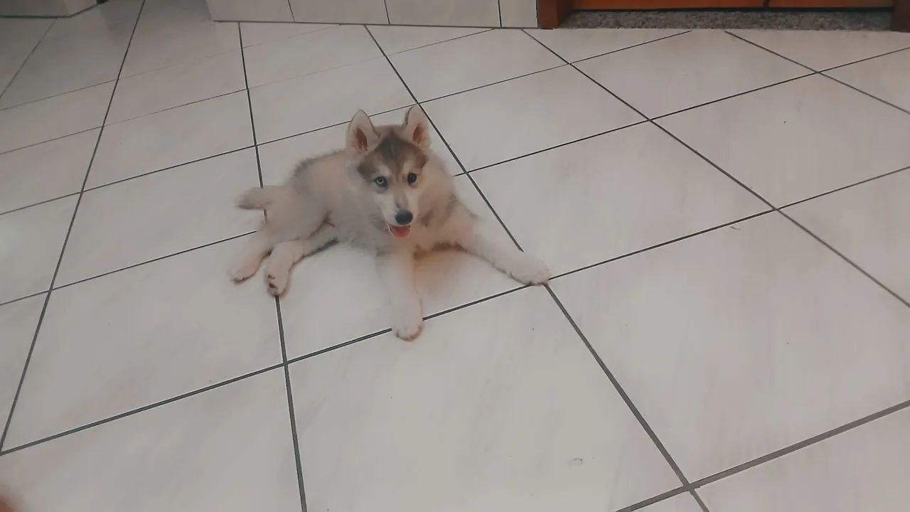 Husky Siberiano  - Foto 3