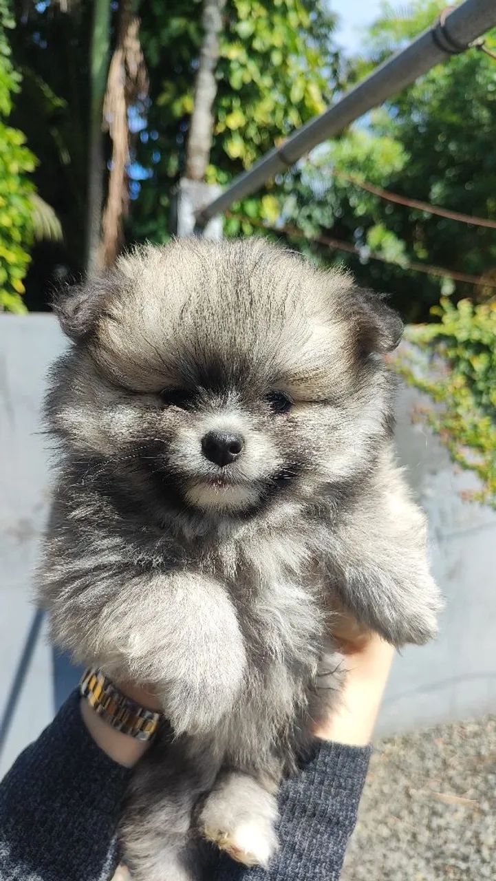 Spitz Alemão  - Foto 3