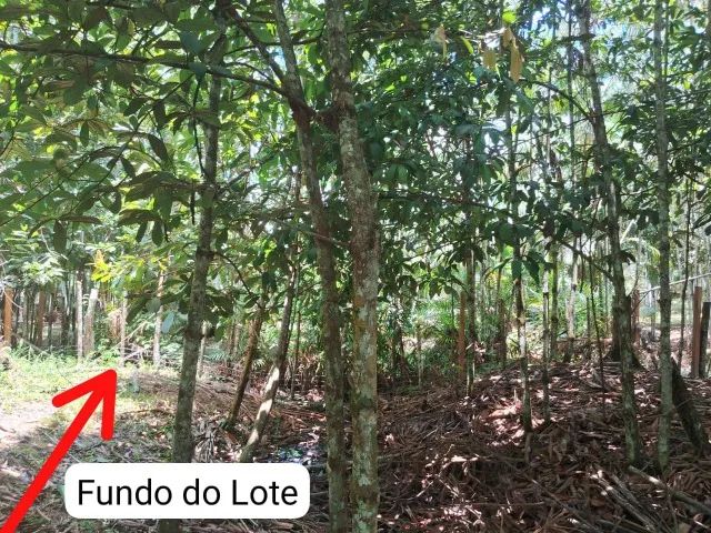 Lote - Foto 3