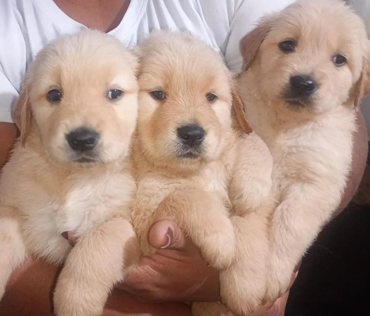 Filhotes de Golden  - Foto 3