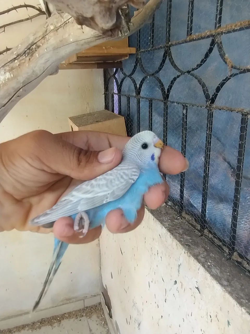 Gaiolas - Foto 2