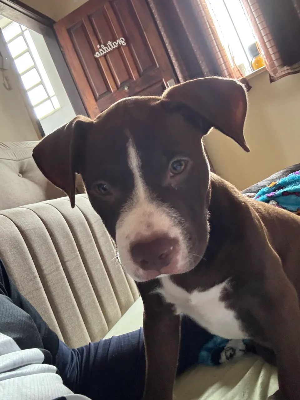 Filhote Pitbull
