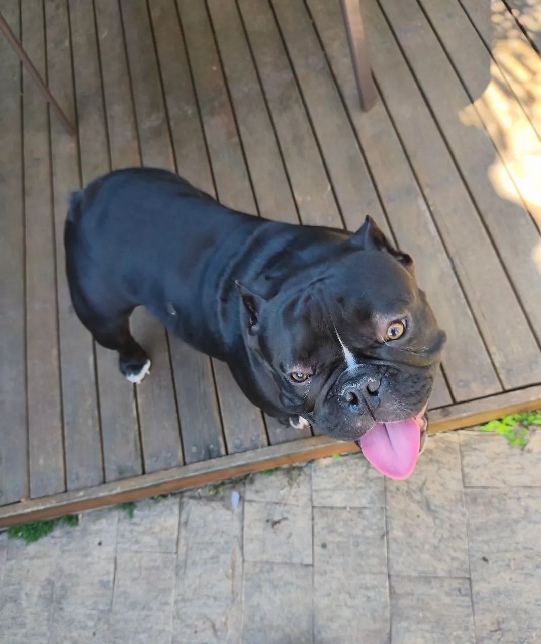 American Bully exótic  - Foto 2